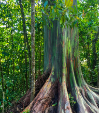 Eukalyptus dúhový - Blahovičník - Eucalyptus deglupta - semená - 5 ks