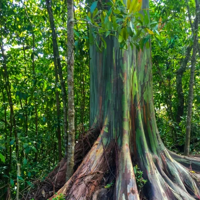 Eukalyptus dúhový - Blahovičník - Eucalyptus deglupta - semená - 5 ks