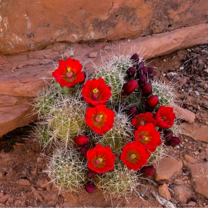 Kaktus - Echinocereus triglochidiatus - semená - 8 ks