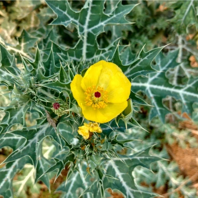 Mexický mak - Argemone Mexicana - semená - 20 ks