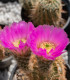 Kaktus - Echinocereus reichenbachii - semená - 8 ks