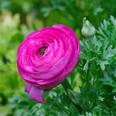 Iskerník ružový - holandské cibuľoviny - Ranunculus asiaticus - 3 ks