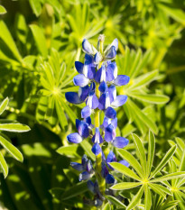 Lupina úzkolistá modrá - Lupinus angustifolia - semená - 20 ks