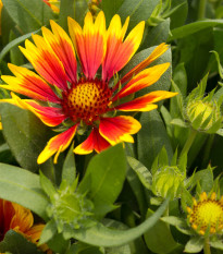 Kokarda osinatá veľkokvetá zmes - Gaillardia aristata - semená - 0,3 g