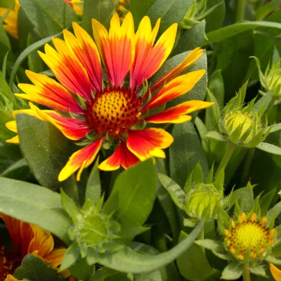 Kokarda osinatá veľkokvetá zmes - Gaillardia aristata - semená - 0,3 g