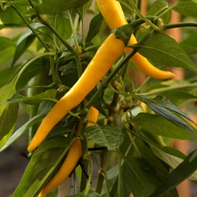 Chilli Kajenské korenie zlaté - Capsicum annuum - semená - 6 ks