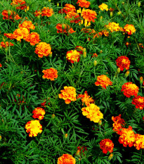 Aksamietnica vysoká zmes - Tagetes erecta - semená - 0,3 g