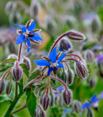 Borák modrý - Borago officinalis - semená - 20 ks