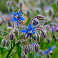 Borák modrý - Borago officinalis - semená - 20 ks