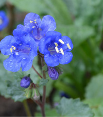 Sväzenka modrá - Phacelia campanularia - semená - 800 ks