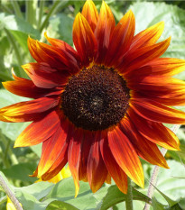 Slnečnica ročná Fantázia F1 - Helianthus annuus - semená - 6 ks