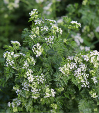 Trebuľka siata - Anthriscus cerefolium - semená - 250 ks