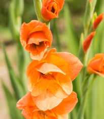 Gladiola oranžová - Gladiola - cibuľoviny - 3 ks