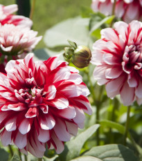 Georgína Jamaica - Dahlia hybrida - cibuľoviny - 1 ks