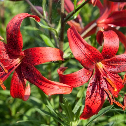 Ľalia Red Tiger - Lilium - cibuľoviny - 1 ks