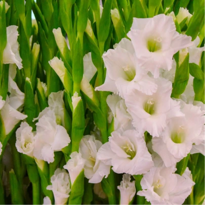 Gladiola White Prosperity - Gladiolus - cibuľoviny - 3 ks