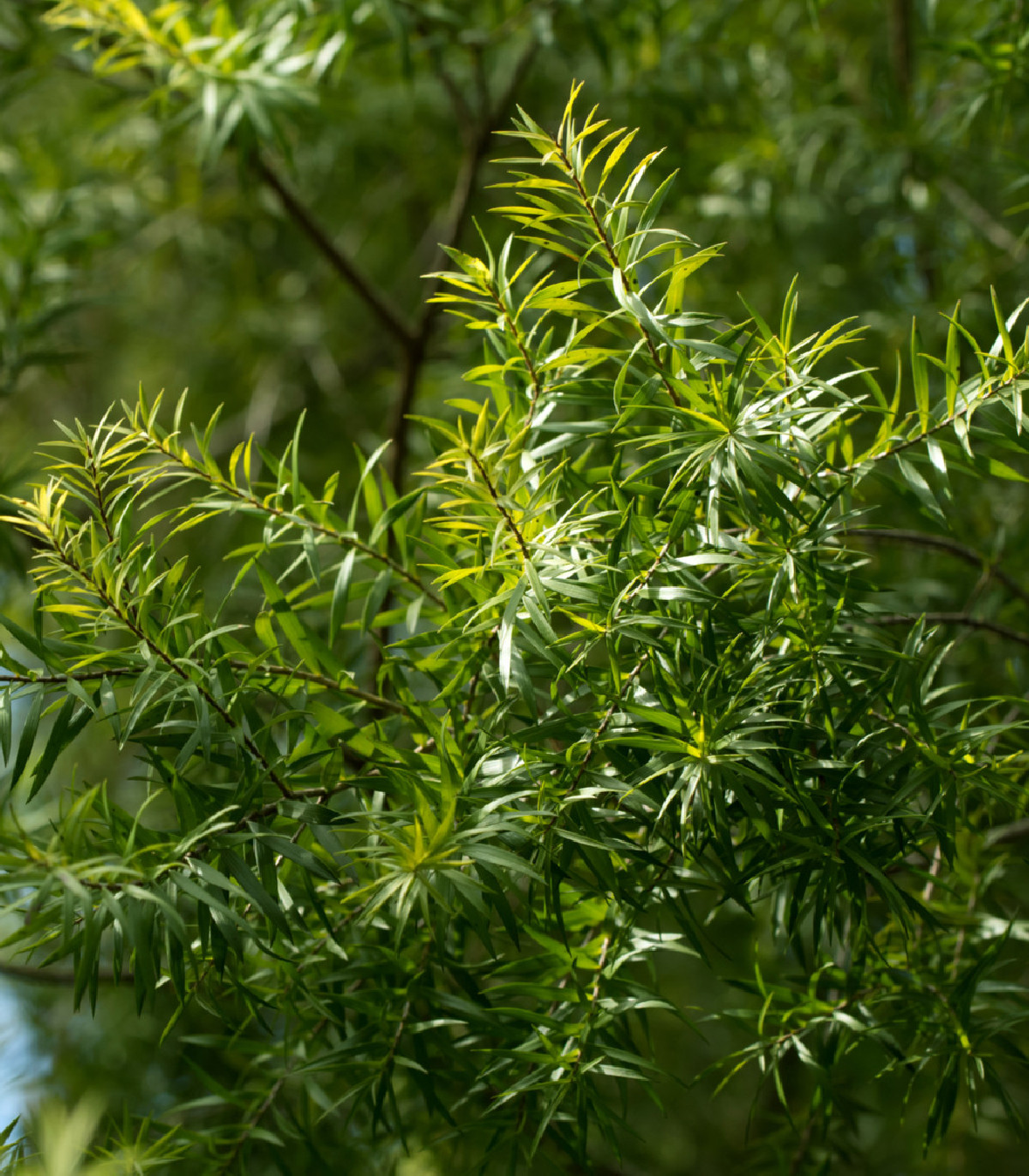 Čajovníkový strom - Melaleuca acuminata - semená - 50 ks