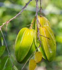 Karambola - Hviezdne ovocie - Averrhoa carambola - semená - 5 ks