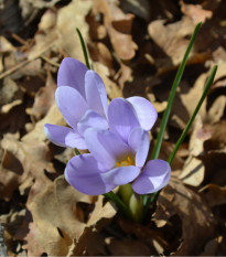 Krókus Zonatus - Crocus - cibuľoviny - 3 ks