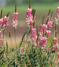 Vičenec vikolistý - Onobrychis viciifolia - semená - 50 ks