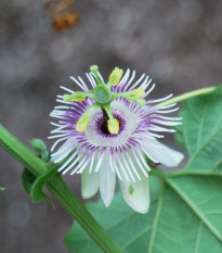 Mučenka morušolistá - Passiflora morifolia - semená - 4 ks