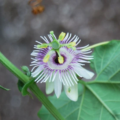 Mučenka morušolistá - Passiflora morifolia - semená - 4 ks