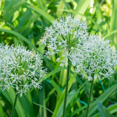 Cesnak Mount Everest - Allium Mount Everest - cibuľoviny - 1 ks