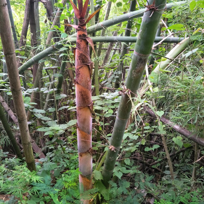 Bambus železný - Dendrocalamus Strictus - semená - 2 ks