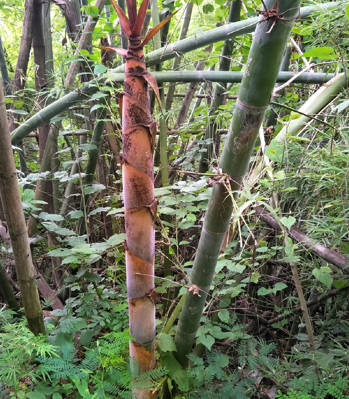 Bambus železný - Dendrocalamus Strictus - semená - 2 ks