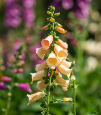 Náprstník oranžový - Digitalis purpurea - semená - 0,08 g