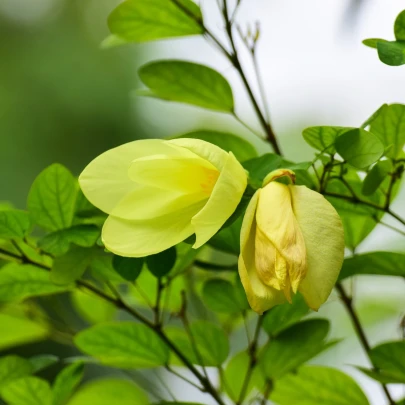 Bauhinia plstnatá - Bauhinia tomentosa - semená - 4 ks