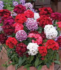 Klinček bradatý Sweet William Shakespeare - Dianthus barbatus - semená - 200 ks