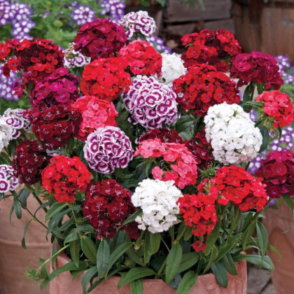 Klinček bradatý Sweet William Shakespeare - Dianthus barbatus - semená Klinčeku - 0,2 gr