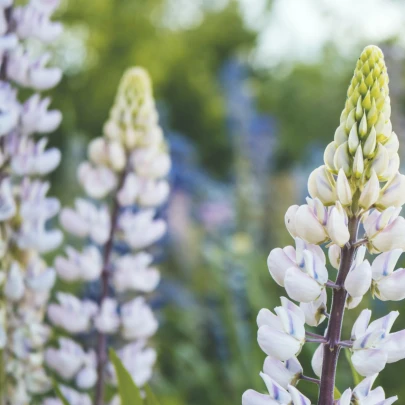 Vlčí bôb biely - Lupina biela - Lupinus albus - semená - 5 ks