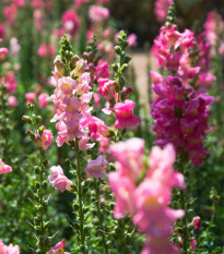 Papuľka väčšia - Antirrhinum majus - semená - 400 ks