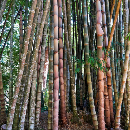Bambus najvyšší - Dendrocalamus giganteus - semená - 2 ks