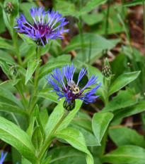 Nevädza lúčna modrá - Centaurea jacea - semená - 200 ks