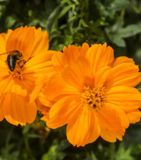 Krasuľka žltá Sunset - Cosmos sulphureus - semená - 40 ks