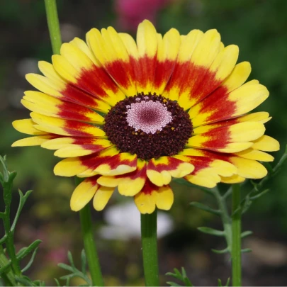 Margaréta zmes - Chrysanthemum carinatum - semená -100 ks