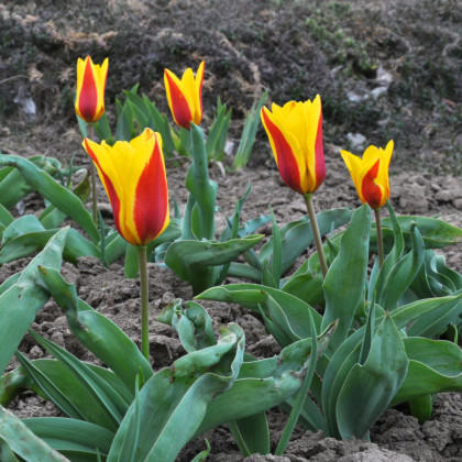 Tulipán Stresa - Tulipa - cibuľoviny - 3 ks