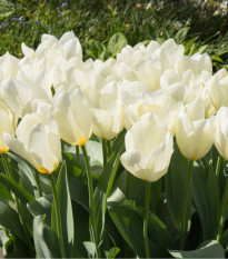 Tulipán White Purissima - Tulipa - cibuľoviny - 3 ks