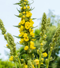 Divozel malokvetý - Verbascum thapus - semená - 0,02 g