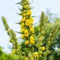 Divozel malokvetý - Verbascum thapus - semená - 0,02 g