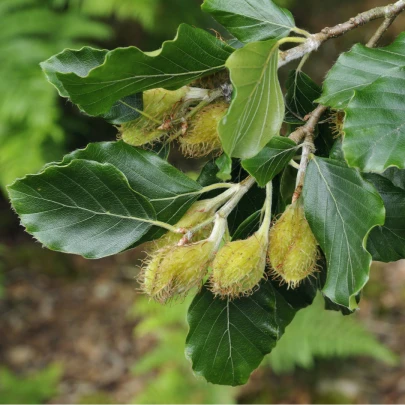 Buk lesný - Fagus sylvatica - semená - 7 ks