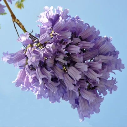 Žakaranda mimózolistá - Jacaranda mimosifolia - semená - 6 ks