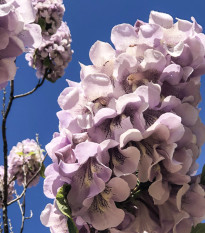 Paulovnia elongata - Paulownia elongata - semená - 15 ks