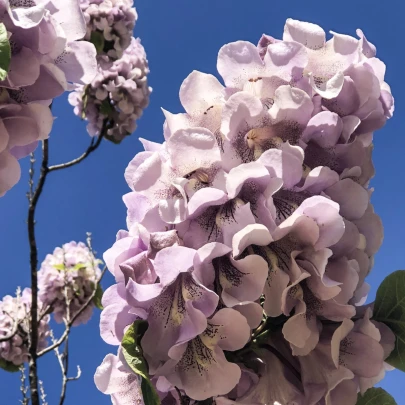 Paulovnia elongata - Paulownia elongata - semená - 15 ks