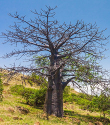 Baobab suarézsky - Adansonia suarezensis - semená - 2 ks
