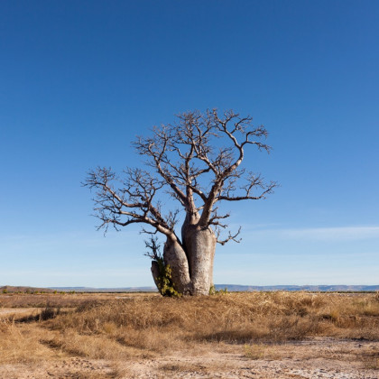 Austrálsky baobab - Adansonia gregorii - semená baobabu - 2 ks