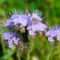 Facélia vratičolistá - Phacelia tanacetifolia - semená - 50 ks